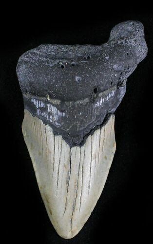 Bargain Megalodon Tooth - North Carolina #28496